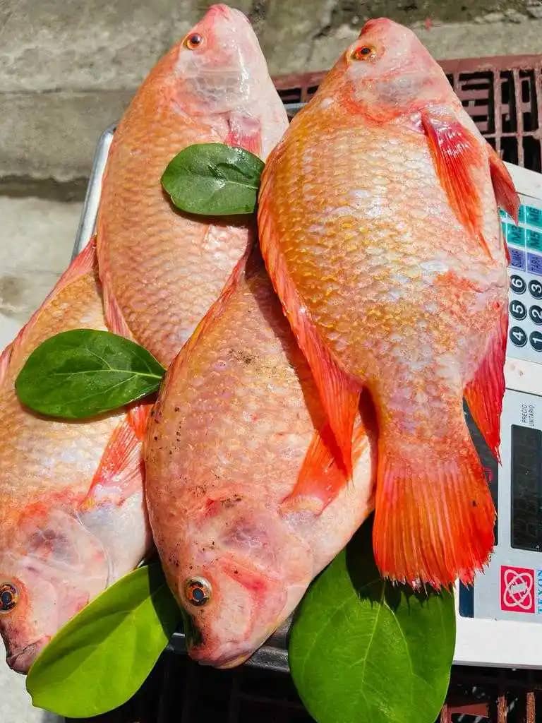 Tilapia roja Croper