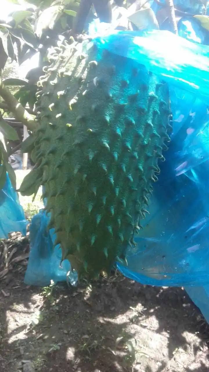 Venta de Guanabana Agroalban X Kg Croper