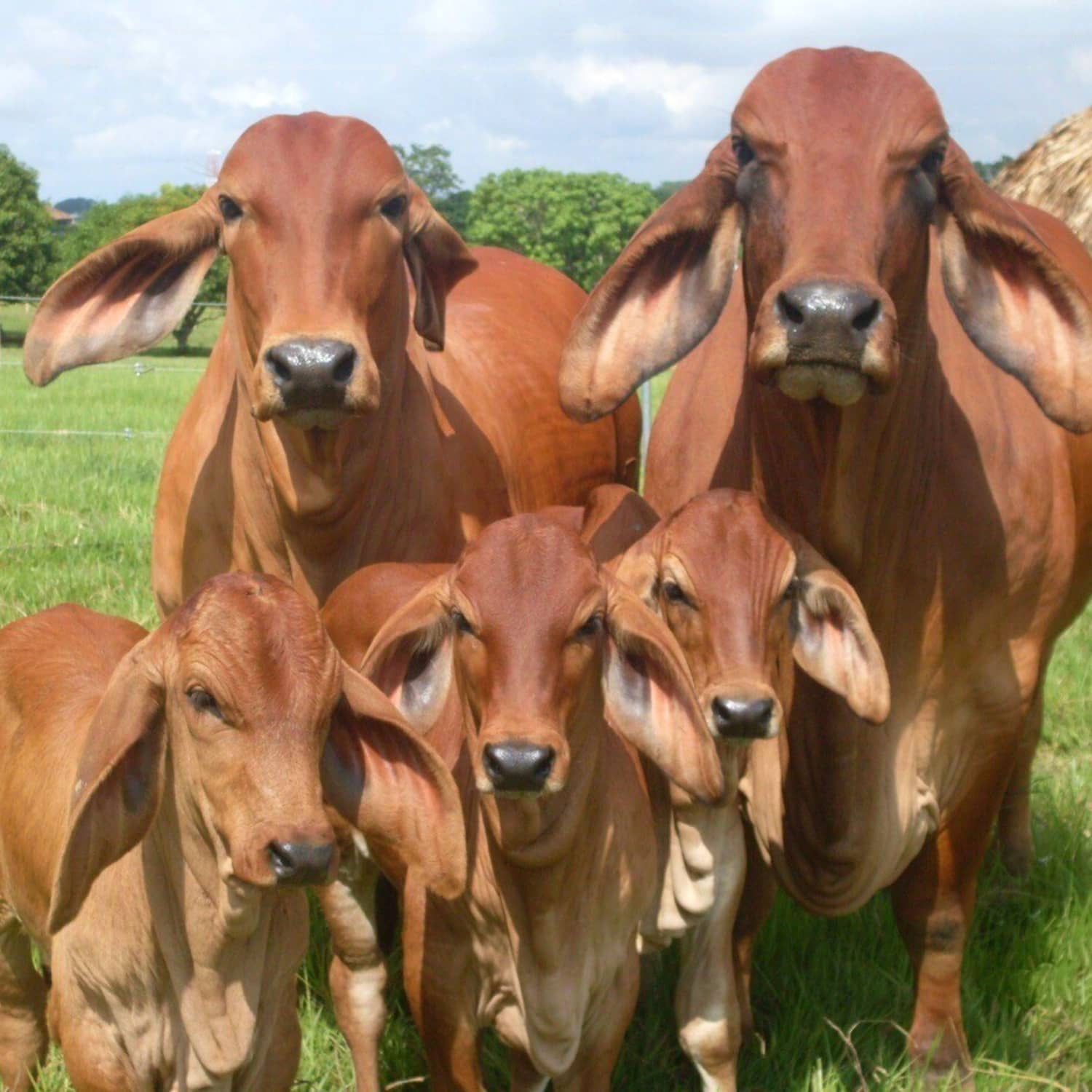 Genética de Brahman Croper