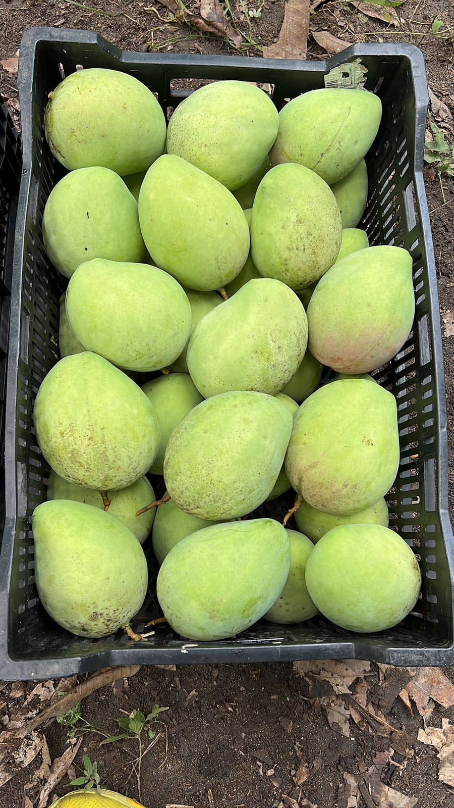 Venta de Mango Filipino x Canastillas de 25 kilogramos Croper